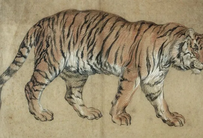 Boutiques de musées Tigre marchant vers la droite (toiles sans cadre) New