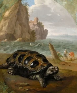 Boutiques de musées Tortue (affiches d'art) Discount