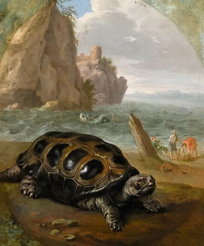 Boutiques de musées Tortue (affiches d'art) Discount