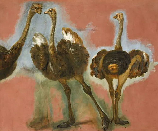 Affiches D'Art|Toiles Sans Cadre<Boutiques de musées Triple étude d'une autruche (affiches d'art)