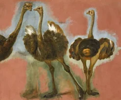 Boutiques de musées Triple étude d'une autruche (affiches d'art encadrées) Outlet