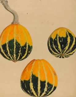 Toiles Sans Cadre|Affiches D'Art Encadrées<Boutiques de musées Trois études de courge - Cucurbita (toiles sans cadre)