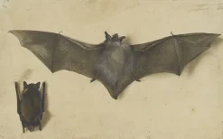 Toiles Sur Châssis|Panneaux Acryliques<Boutiques de musées Une chauve-souris les ailes déployées, une autre les ailes repliées (toiles sur châssis)