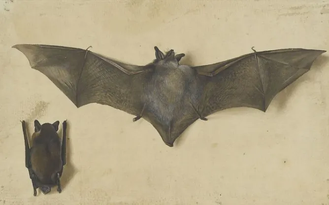 Toiles Sur Châssis|Panneaux Acryliques<Boutiques de musées Une chauve-souris les ailes déployées, une autre les ailes repliées (toiles sur châssis)