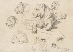 Boutiques de musées Une lionne couchée et études de sa tête et de ses yeux (panneaux aluminium) Best