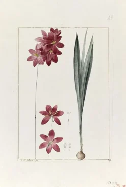 Boutiques de musées Une plante du jardin de Cels : ixia flilformis (panneaux aluminium) Best